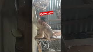 #monkey #animals #beruklucu