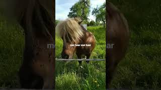 #fun #funny #animals #nature #horse