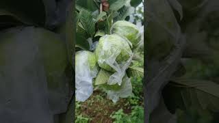 Tanah kebun jambu kristal produktif panen 1ton perminggu.15menit dari pintu toll Sukabumi.