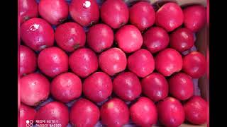 full colour of apples like gala geromine red chiep etc