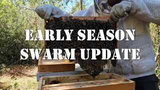 Early Season Swarm Update | #colesfarmnc #jacksonvillenc #beekeeping