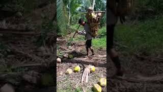 Pakai keranjang muat kelapa #videoshort #viral #kebun #gambut