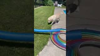 She was so happy she made it over- #shorts #goldenlab