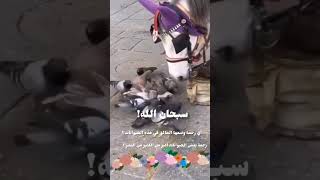 سبحان الله اي رحمة وضعها الله في الحيوان