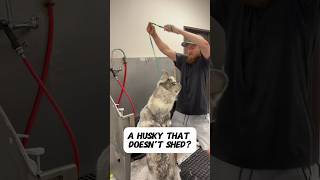 A husky that doesn’t shed? #huskies #huskydog #husky #dogbath #tutorial #eqyssgroomingproducts