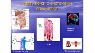 Как заболевания внутренних органов влияют на состояние кожи