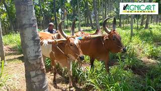 Black Diamond Tank | Cow Dung Slurrry