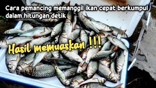 Cara mudah memanggil ikan wader cepat berkumpul