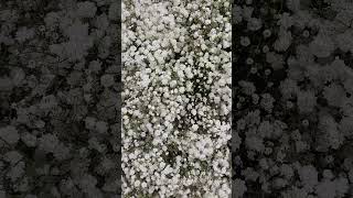 Kytice 100 GYPSOPHILA - Florea.cz