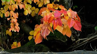 The Wapsipinicon River - Snapshots of Autumn