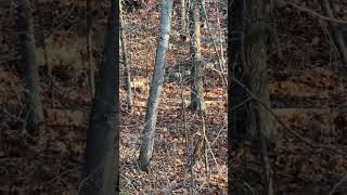 8 Point Rubbing a Downed Tree #hunting #outdoors #archery #whitetailbuck #buckrub