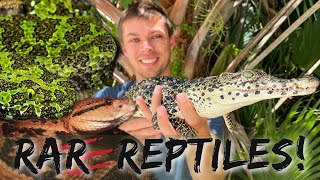 Rare VENOMOUS SNAKES Get An Upgrade! | Primitive Predators