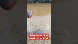 monster gourami(kaloi) #giantfish  geng 🤗 #gourami #fishing #youtubeshorts #besarbesarbas