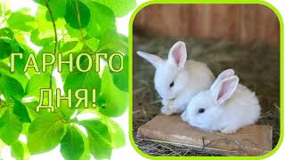 Доброго ранку! 🌞🐰🌳Гарного дня! #привітанняукраїнською