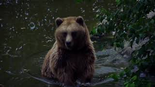 Beauty Nature & Wild. Brown Bear In Water | Wild Animals | Best Of Bear Cam