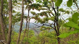 Traveling to find mushrooms on Bhutan hill || Bhutan हाजोआव बेरायनाय  आरो मैखुन नागिरनाय।