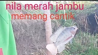 ikan nila nya ngak habis habis walaupun di pancing terus