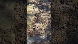 Pioneer Grave Yard Devonport Bluff Reserve Tasmania. #shorts #video #history #Pioneer #viral