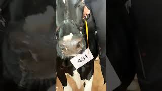 #pdfa #viral #cow #animals #breeding #ytshorts #trending