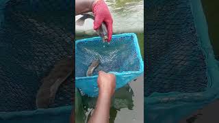 How to remove eggs from the mouth of a tilapia fish