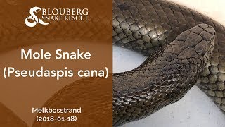 Mole Snake Rescued Near Melkbosstrand (20180118)