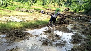 suasana pagi di pedesaan, petani bergegas keladang membajak sawah di waktu musim hujan datang