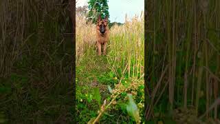 German shepherd field morning walk #viral #trending #youtubeshorts #germanshepherd #viralvideo