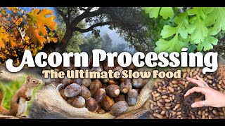 How to Process Acorns for Food (in less than 2 minutes)