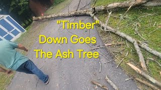 "Timber" Down Goes The Ash Tree