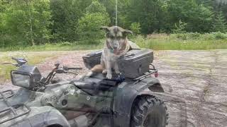 A Trip to Tower Hill Lookout in Nipigon with my Dog Gertrude