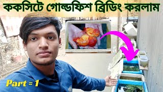 📶 ককসিটে গোল্ডফিশ ব্রিডিং করলাম কিভাবে |🔥ছোট জায়গায় গোল্ডফিশ ব্রিডিং করান  @MaserKhamar