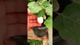 گل تخم مرغی White Eggplant  #بازار_گل #flowers #گلفروشی #گل_آرایی #garden