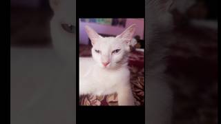 new funny meme | cat funny short  | #shorts #school #schoollife #turkishangora #funny #cutememes