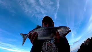 Ψάρεμα Spinning Γοφάρια////Saltwater Fishing - Bluefish