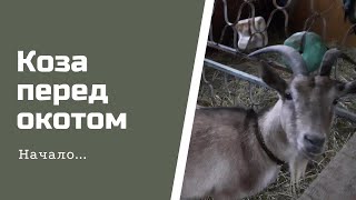 Коза перед окотом