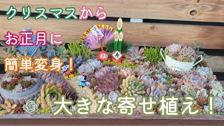 大きな寄せ植えをクリスマスからお正月にお手軽大変身！