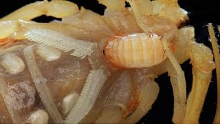 Scorpion Giving Birth (EXTREME close-up)