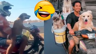 Perros y Gatos Paseando En Motos 🤣