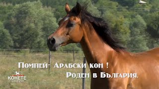 Pompey -  Арабски кон ! Роден в България.  Pompey - Arabian horse! Born in Bulgaria.