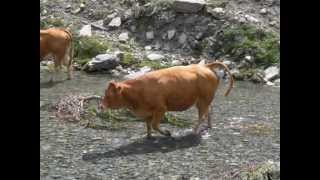 Vaches alpines