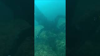 PESCA SUBMARINA LA PESCA DEL SARGO EN CUEVA BOCA ABAJO