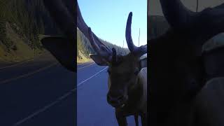 Curious Bull Elk Walks Up to My Camera