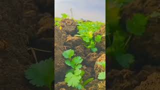 kisan Attitude  life❤️ whatsapp status video#kisan#farmer#shorts farmer life desi farmer life