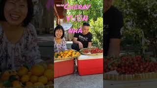 Cherry trái trĩu cành ở vườn nhà Thảo Cali - Cherry - grow cherries at home garden #shorts