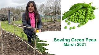 How to grow Green Peas | Trellises | Mamata's Essence