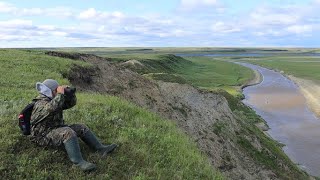 Птицы ямбургской тундры: пискульки, казарки и сапсаны / Birds of Yamburg tundra: geese and Peregrine