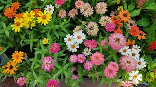 Galiff Street Flower Plants Market In Kolkata | Tala Haat