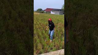 Indah waty Main Di Sawah