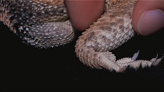 Masažas dinozaurui | agama lizard massage | bearded dragon | relax video