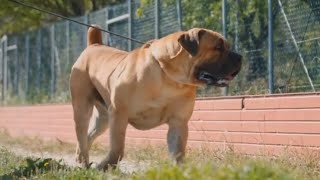 Is The South African Boerboel Dangerous? | How DANGEROUS Are the South African Mastiffs?